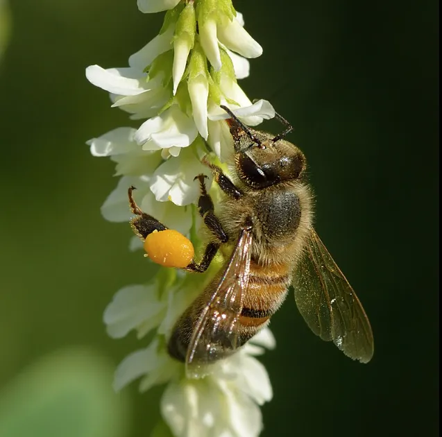 Bi pollinerar