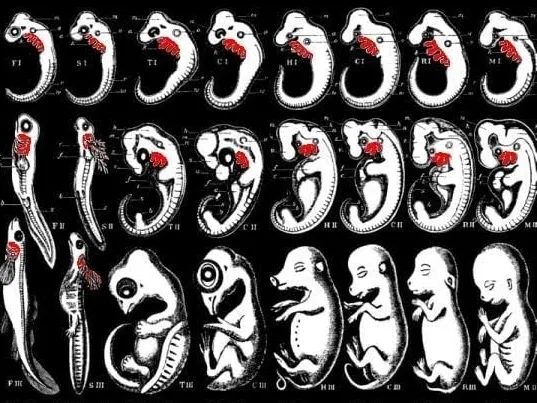 Embryologi