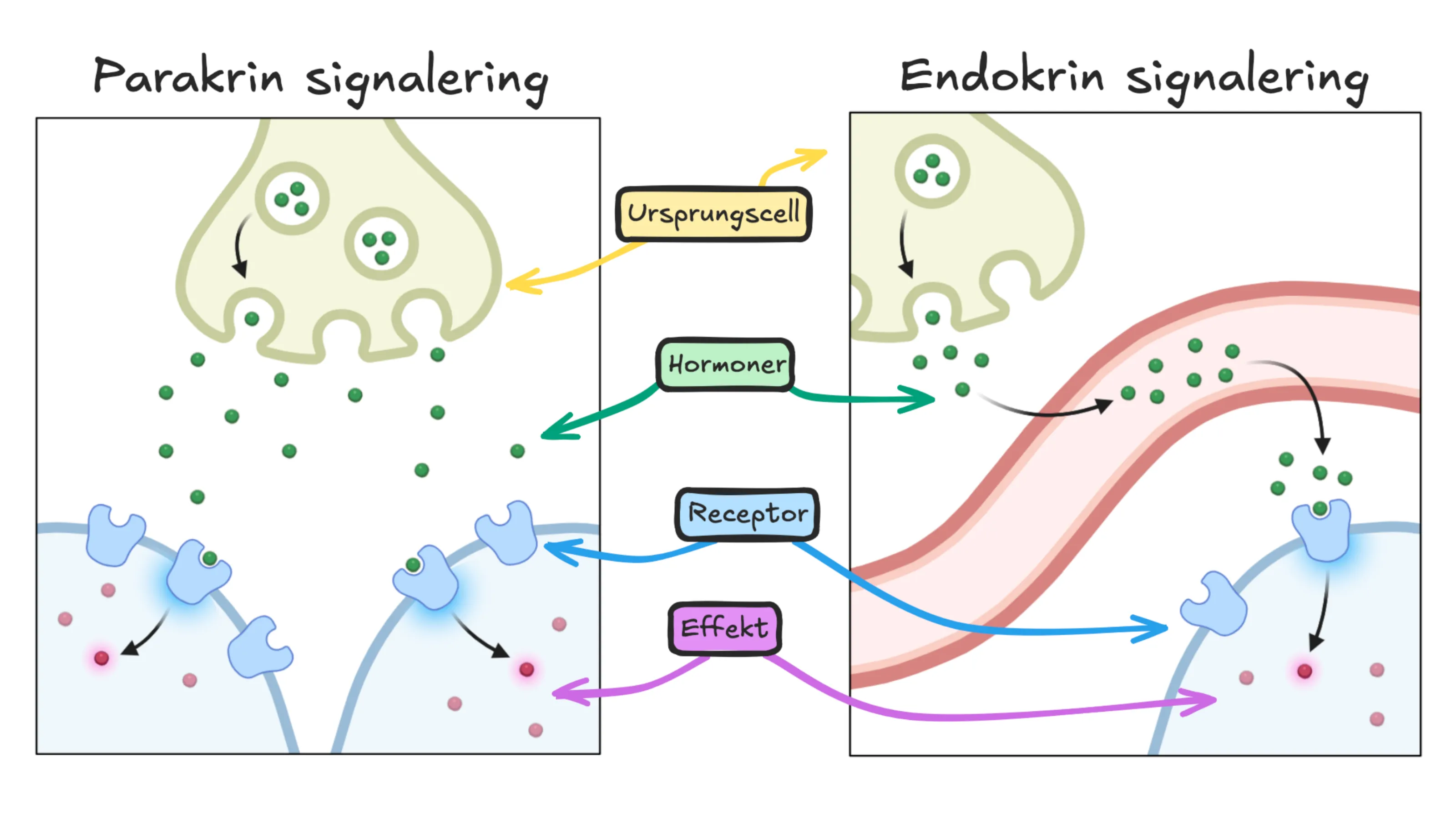Hormoners signalväg