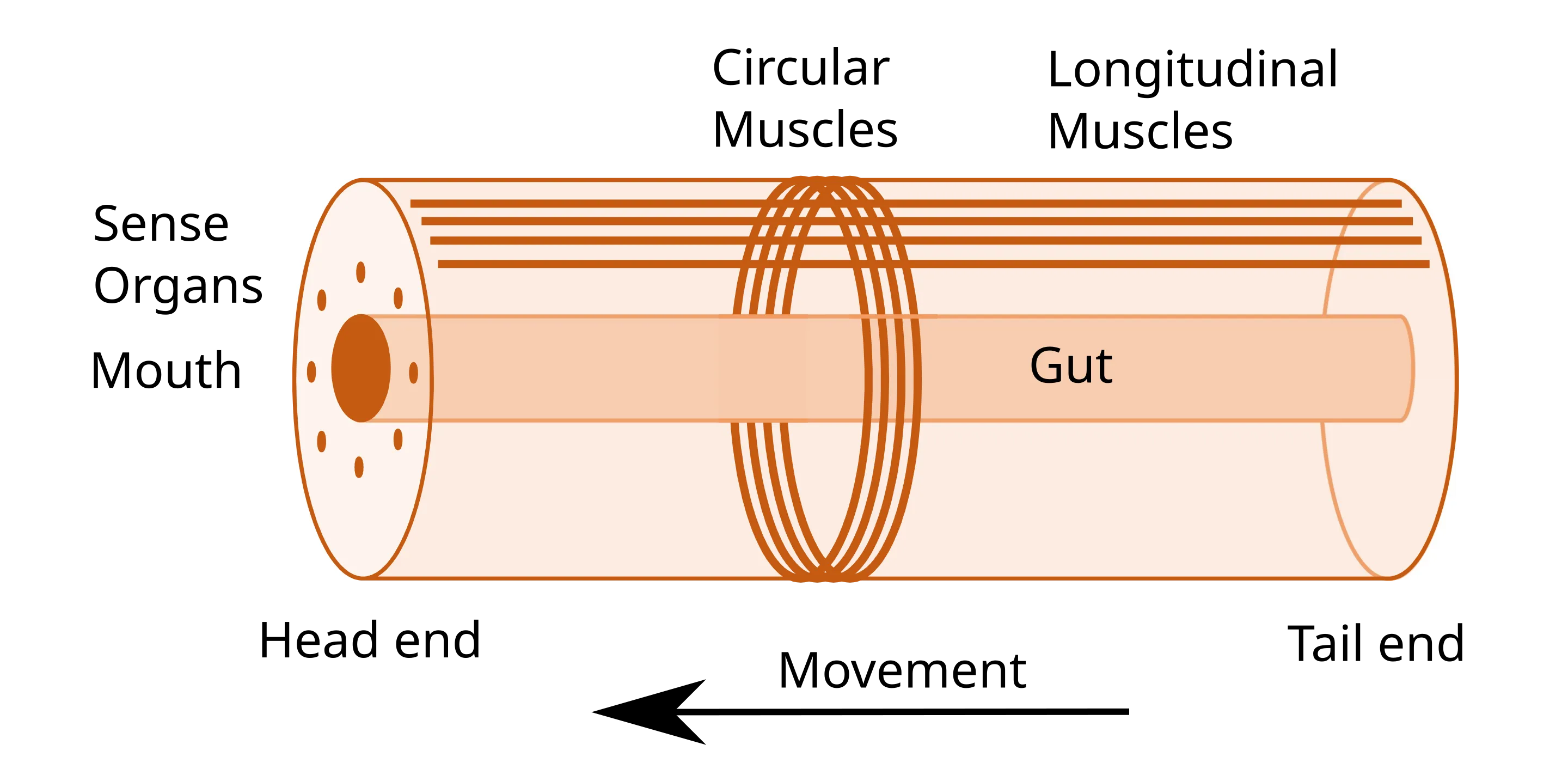 Hydrostatisk skelett