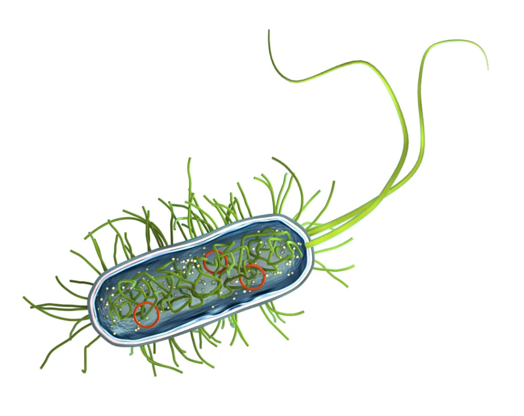 procell