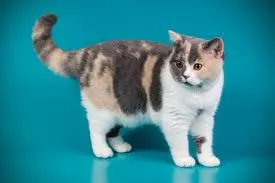 Katt