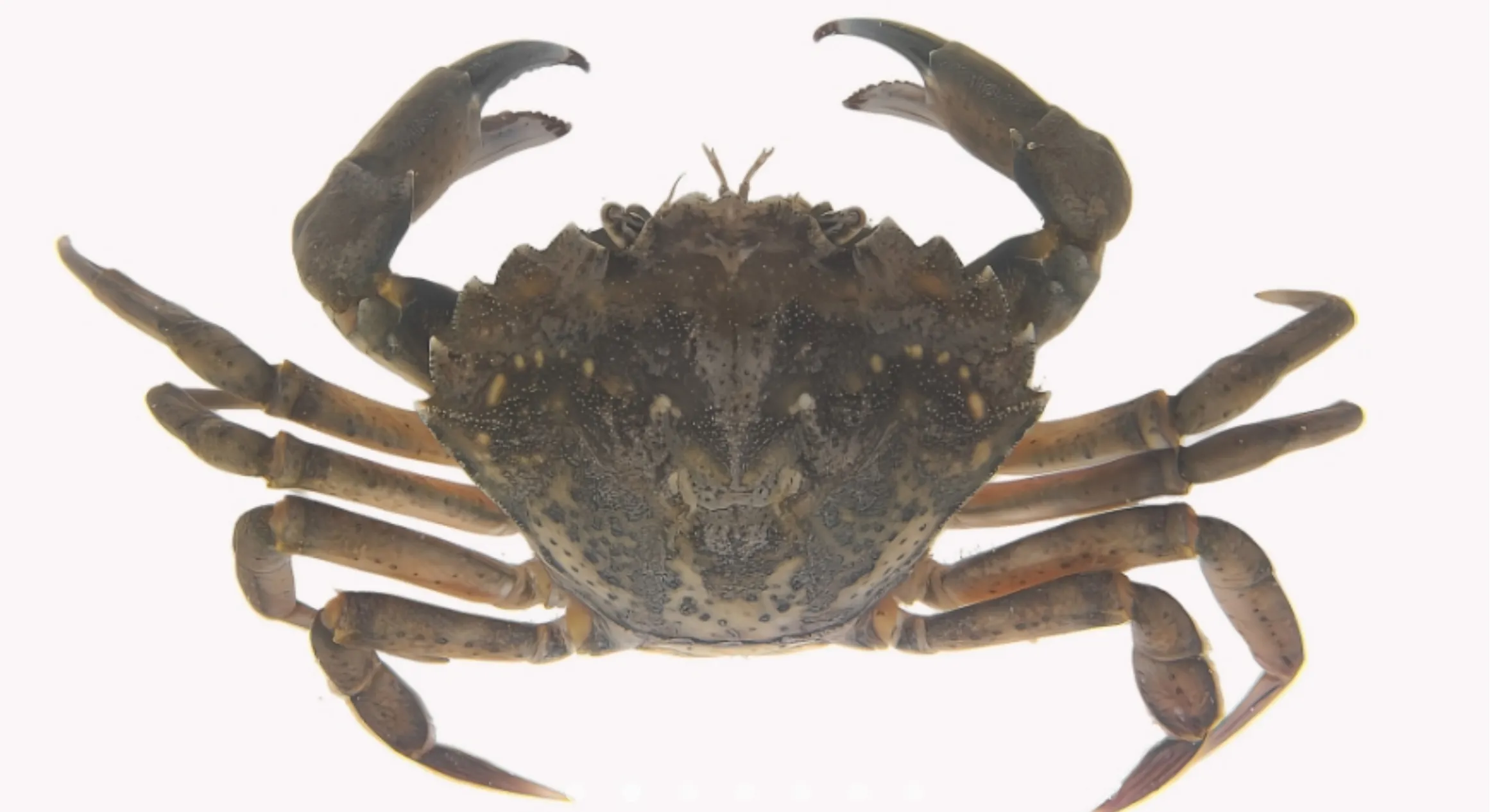 Strandkrabba